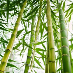 Fototapeta premium Cool green bamboo trees