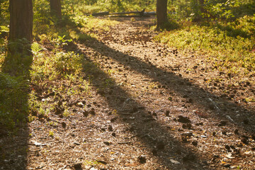 leśna droga  © Marcin Łazarczyk