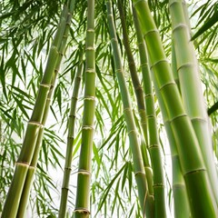 Obraz premium Cool green bamboo trees
