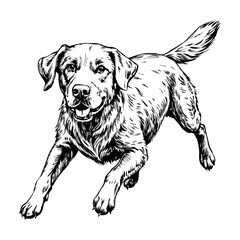 Sketch of a Labrador retriever running, top view, on a white background