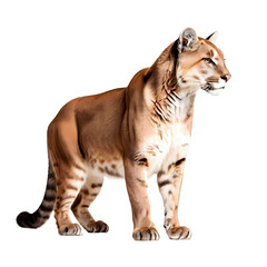 Obraz premium Side view of cougar png, AI generated