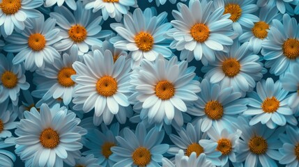 Fototapeta premium Daisies Close Up