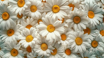 Fototapeta premium Close-Up of White Daisies