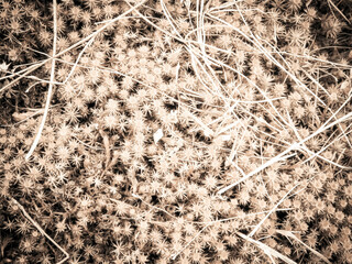 Close-up of forest moss and lichen.