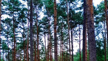 Pine trees as a natural background