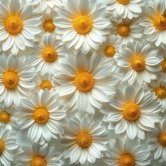 Fototapeta premium White Daisies Close Up