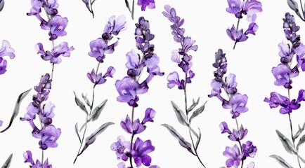 Lavender flowers on white background, watercolor floral pattern design.