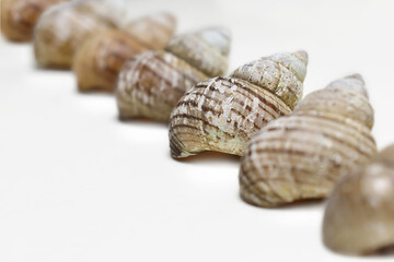 Old Sea Shells In The Line And Focus On Center One