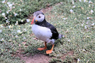 A view of an Atlantic Puffin on Skomer Island