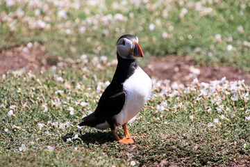 A view of an Atlantic Puffin on Skomer Island