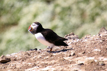 A view of an Atlantic Puffin on Skomer Island