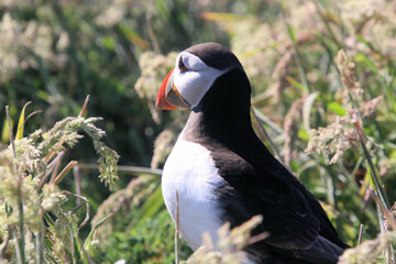 A view of an Atlantic Puffin on Skomer Island