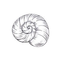 Obraz premium Hand drawn black pencil spiral seashell isolated on white background. Marine illustration can be used for card, label, invitation and other printed products.
