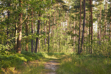 leśna droga  © Marcin Łazarczyk