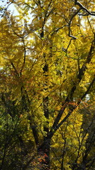 The beautiful central park autumn landscape with the colorful trees in New York