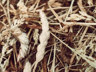 Hay close-up