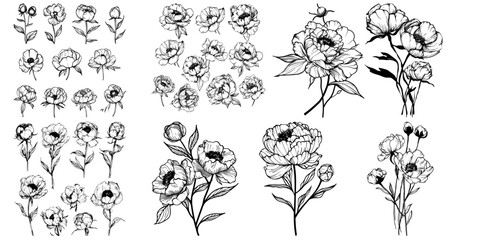 Fototapeta premium Hand drawn highly detailed peony flower designs