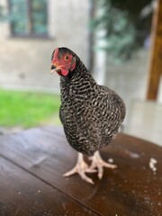 Grey chicken on the table. Farming concept