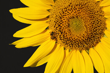 Obraz premium A honey bee collecting pollen from a sunflower against a black backdrop
