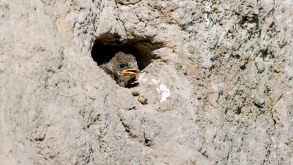 close up of a cat in a cage
