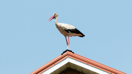 white stork in the nest