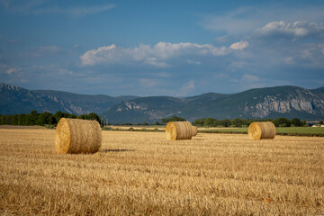 Freshly cut straw rolled in to giant bails and left to dry in the sun