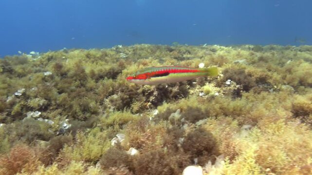 Mediterranean rainbow wrasse fish swimming in a reef