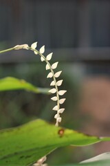 seeds on a branch