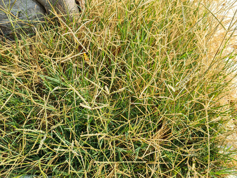 Cynodon dactylon in the garden. Also called Bermuda grass, Bahama grass, Doab, Dubo or Dhoob. It is a low, creeping summer perennial grass. Also as a medicinal plant, belonging to the Poaceae family.