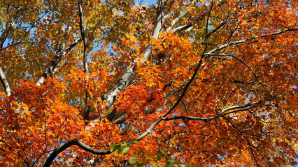 The beautiful central park autumn landscape with the colorful trees in New York