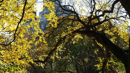 The beautiful central park autumn landscape with the colorful trees in New York