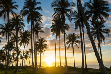 Tropical beach