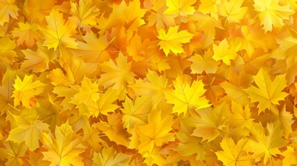 A background with lots of yellow autumn maple leaves background.