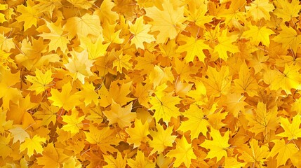 A background with lots of yellow autumn maple leaves background.