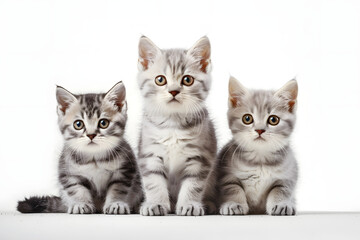 cute cat collection isolated on white transparent background british shorthair silver tabby kitten breed purebred