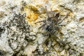 Beautiful Jumper spider - Philaeus chrysops, beautiful small jumping spider from Euroasian open and warm areas, Mikulov, Czech Republic.