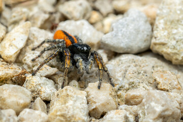 Beautiful Jumper spider - Philaeus chrysops, beautiful small jumping spider from Euroasian open and warm areas, Mikulov, Czech Republic.