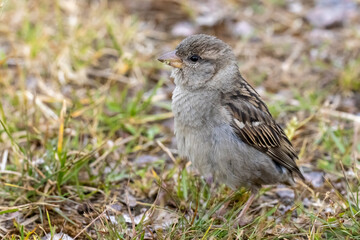 Young House Sparrow try to fly