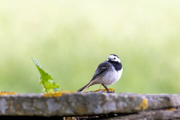 White Wagtail resting on a stone