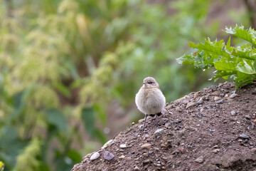 Young Northern Wheatear looking for food