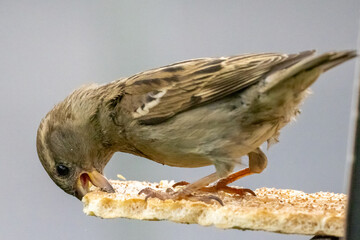 House sparrow close to table