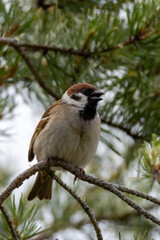 Tree sparrow singing in a tree
