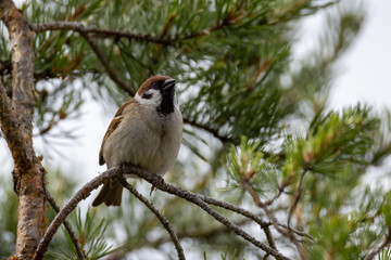 Tree sparrow singing in a tree