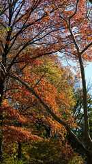 The beautiful central park autumn landscape with the colorful trees in New York