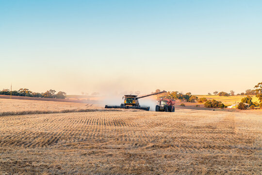 Wheat harvesting combine at work in the field offloading grain into following trailer, Barossa Valley, South Australia