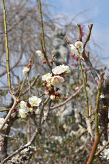 圓光寺の白梅