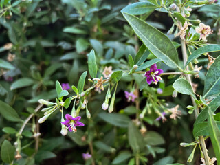 bloom a twig Lycium barbarum. Beautiful flowers of the Lycium barbarum. Purple flowers against a background of green foliage.