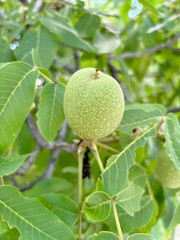 Green walnut fruit on a tree. A large walnut on a tree. Walnut ripens.
