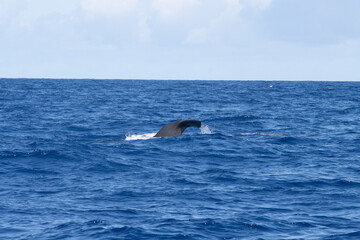 Obraz premium Sperm whales in Azores, whale watching in Azores. A whale's back partially visible above the ocean surface, with blue water and a cloudy sky