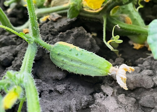 cucumber growing in vegetable garden